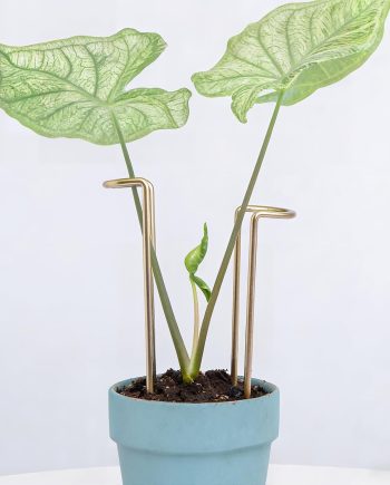 10 Pack 8.7 Inch Small Gold Plant Trellises for Indoor Potted Plants